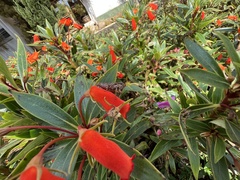 Baeacris