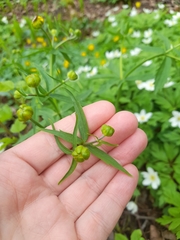 Ranunculus cassubicus