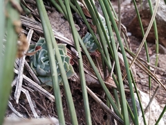 Echeveria simulans