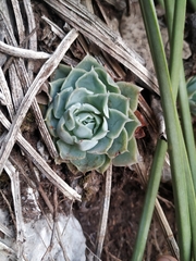 Echeveria simulans