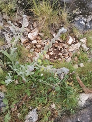 Cynoglossum columnae