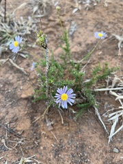 Melolobium candicans