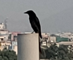 Dicrurus macrocercus