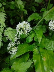 Allium ursinum