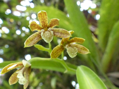 Prosthechea livida