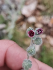 Cynoglossum columnae