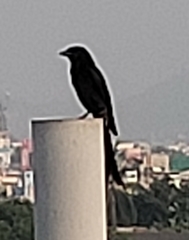 Dicrurus macrocercus