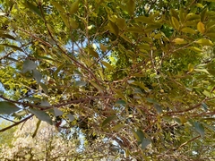 Psidium sartorianum