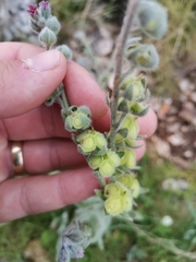 Cynoglossum columnae