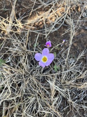 Melolobium candicans