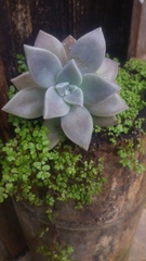 Graptopetalum