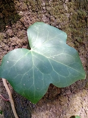 Hedera helix