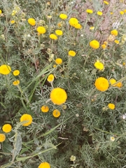 Anacyclus valentinus