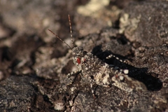 Oedipoda coerulea