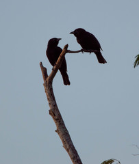 Compsothraupis loricata