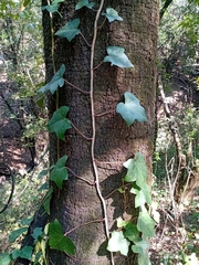 Hedera helix