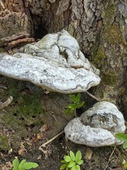 Fomes fomentarius