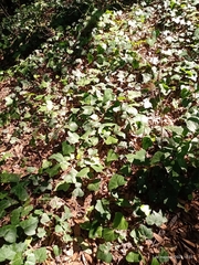 Hedera helix