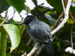 Thamnophilus divisorius