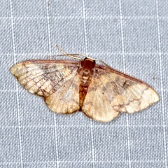 Metallaxis semipurpurascens