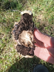 Agaricus bitorquis