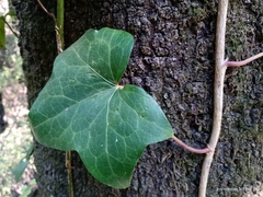 Hedera helix