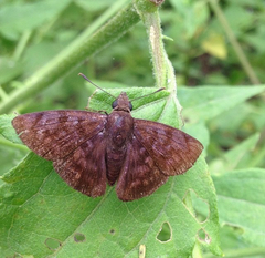 Pellicia arina