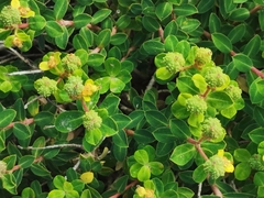 Euphorbia melitensis
