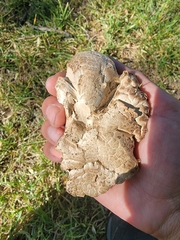 Agaricus bitorquis