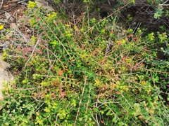 Euphorbia melitensis