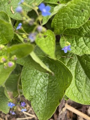 Brunnera sibirica