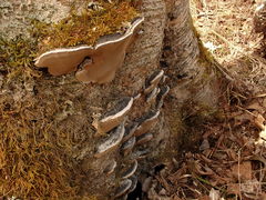 Phellinus lundellii