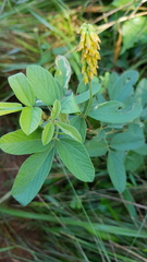 Eriosema parviflorum