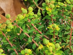 Euphorbia melitensis