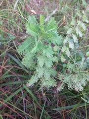 Artemisia afra