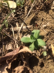 Draba nemorosa