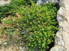 Euphorbia melitensis