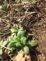 Draba nemorosa