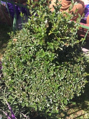 Magnoliopsida