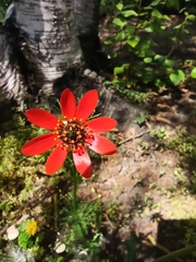 Adonis flammea