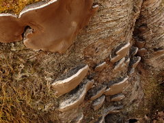 Phellinus lundellii