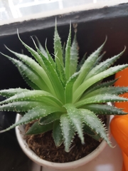 Aristaloe