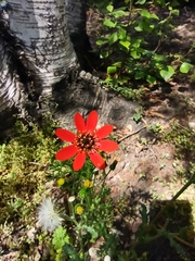 Adonis flammea