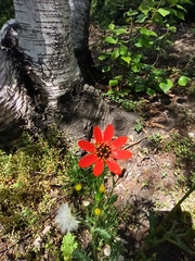 Adonis flammea