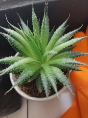 Aristaloe