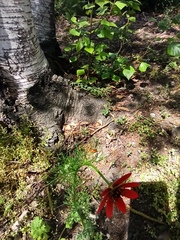 Adonis flammea