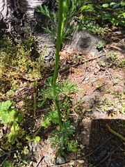 Adonis flammea