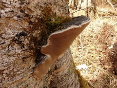 Phellinus lundellii