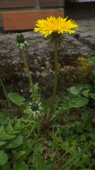 Taraxacum