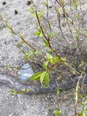 Ceanothus sanguineus